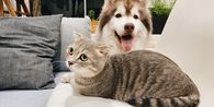 Apakah Anjing dan Kucing Benar-Benar Bermusuhan?