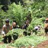 Update Ladang Ganja Lereng Semeru, Polisi Temukan Lagi 1.588 Tanaman Ganja