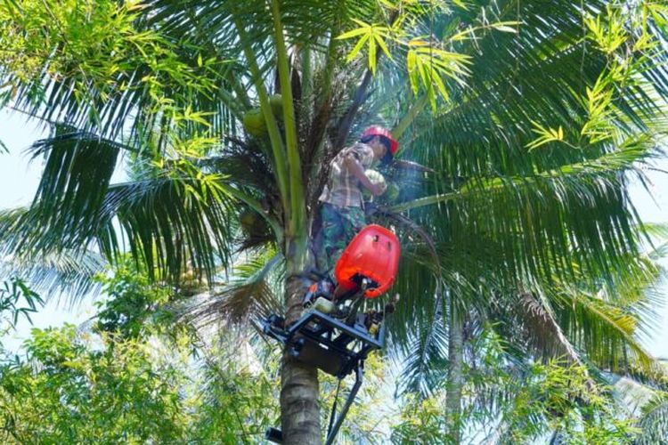 Dosen ITS Ciptakan Alat Panjat Pohon Kelapa, Ada Fitur Keamanan