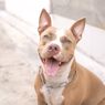 Bagaimana Sifat dan Perilaku Anjing Pit Bull?