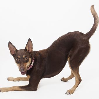 Ilustrasi ras anjing Australian Kelpie.