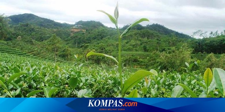 2 000 Ha Kebun Teh Rakyat Telantar Halaman All Kompas Com