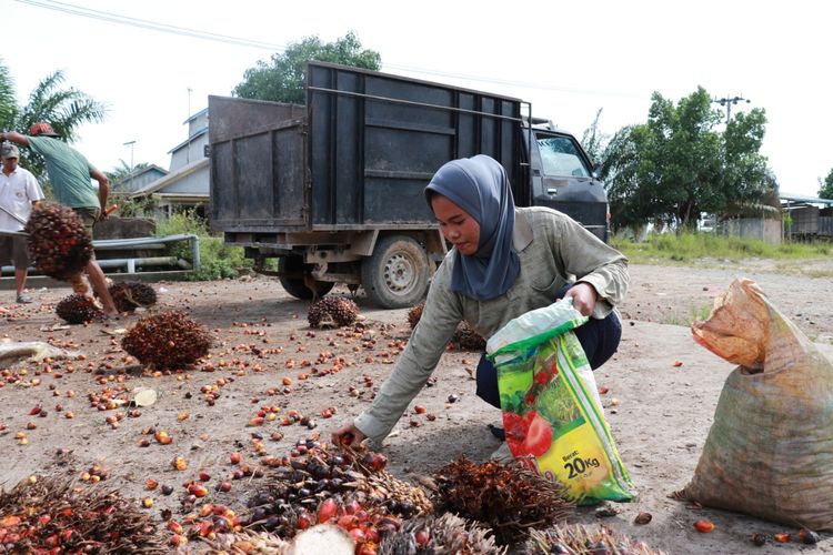 Rini saat bekerja sampingan menjadi pemulung  berondolan sawit untuk mencukupi kebutuhan sehari-hari