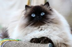 Mengedipkan Mata Perlahan, Trik agar Kucing Menyukai Kamu
