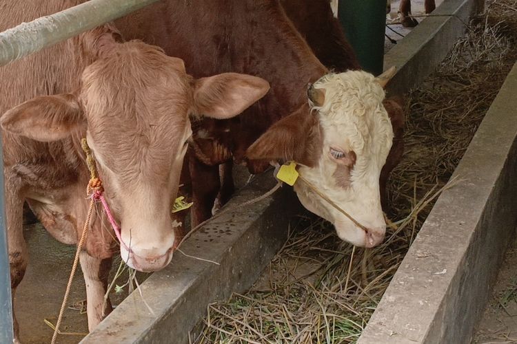 Pernah Rugi Ratusan Juta karena PMK, Pedagang Kurban Cileunyi Racik Obat Alami untuk Ternak