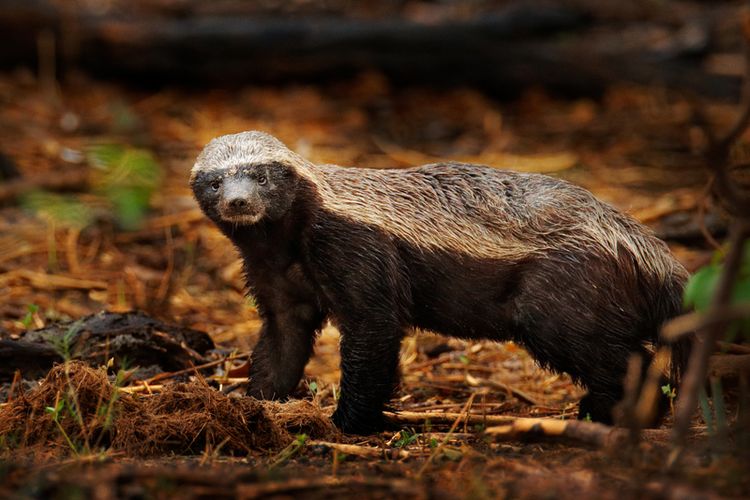 Researchers say that the penis bone in honey ferrets has a shape almost like an ice cream spoon.  This form may have evolved to fend off competition and ensure that offspring actually resulted from a single male.