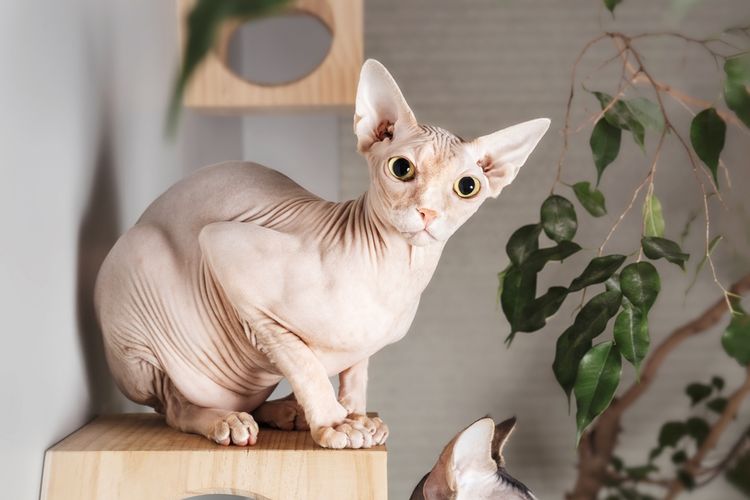 Ilustrasi kucing Sphynx, salah satu ras kucing tanpa bulu.