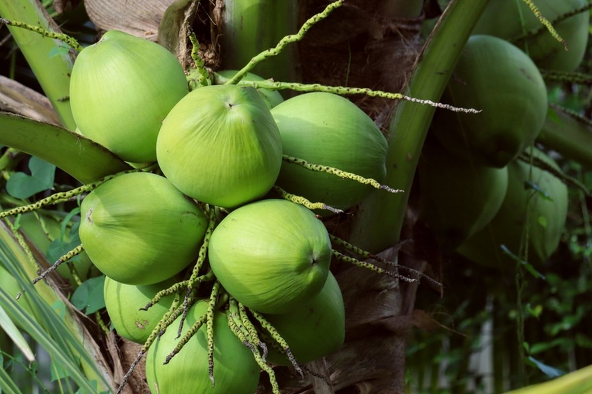 Ilustrasi tanaman kelapa genjah, pohon kelapa genjah. 