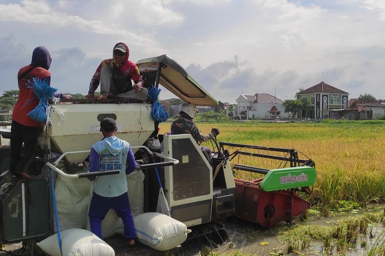 Panen padi menggunakan combine di Kecamatan Wonosalam, Kabupaten Demak, Senin (4/3/2024). (KOMPAS.COM/NUR ZAIDI)