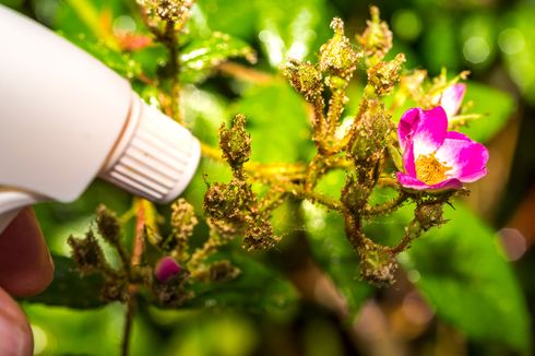 Cara Membuat Pestisida Nabati dari Tembakau dan Bawang Putih