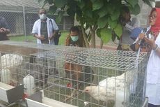 Indonesia Punya Satu Lagi Varietas Unggul Ayam Lokal