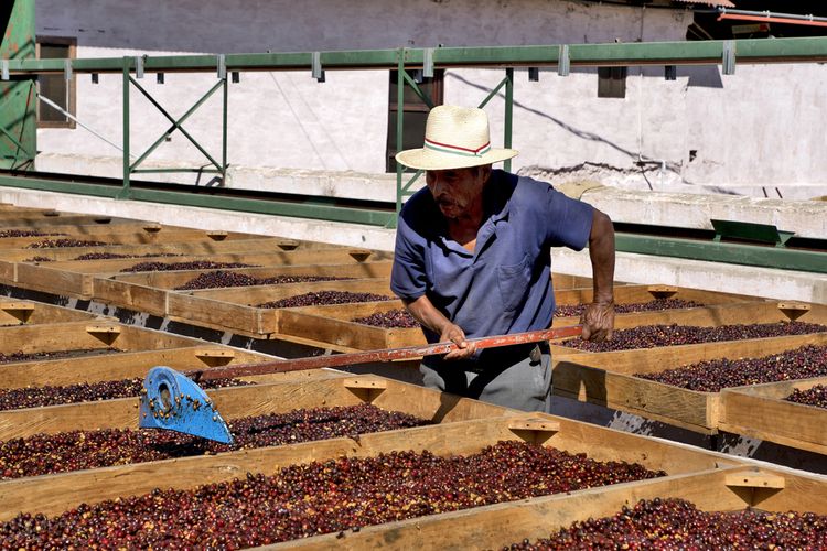 Ilustrasi petani kopi di Antigua, Guatemala. 