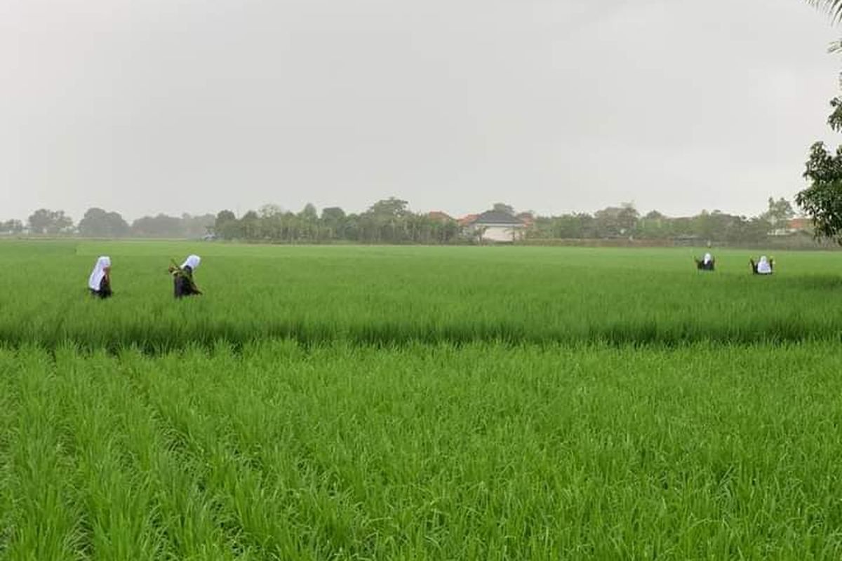 Tradisi Mapag Tamba, salah satu tradisi di Indramayu.