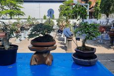 Ratusan Bonsai dari Berbagai Daerah Ikuti Kontes di Blora, Harganya Dipatok Ratusan Juta Rupiah