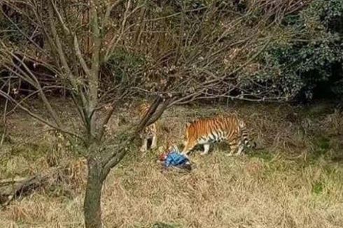 Pengunjung Kebun Binatang di China Tewas Diserang 3 Harimau
