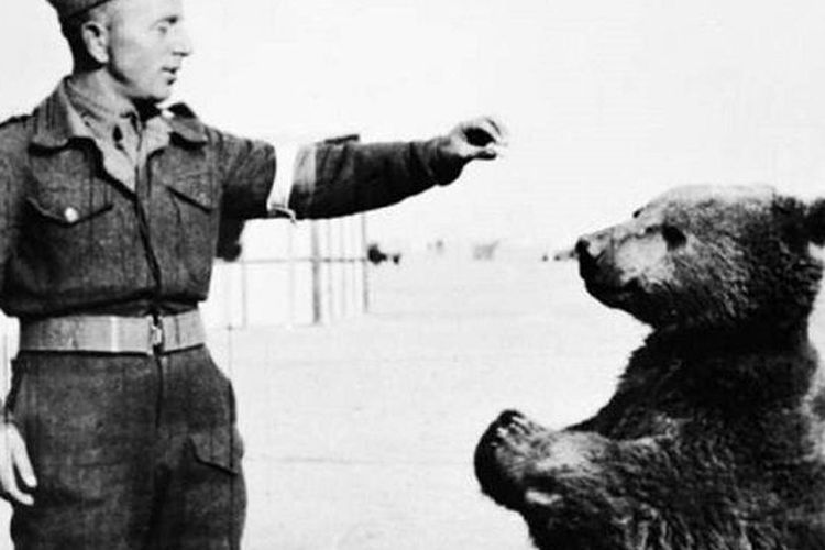 Wojtek, beruang di Perang Dunia.
