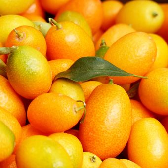 Ilustrasi buah kumquat, jeruk kumquat. 
