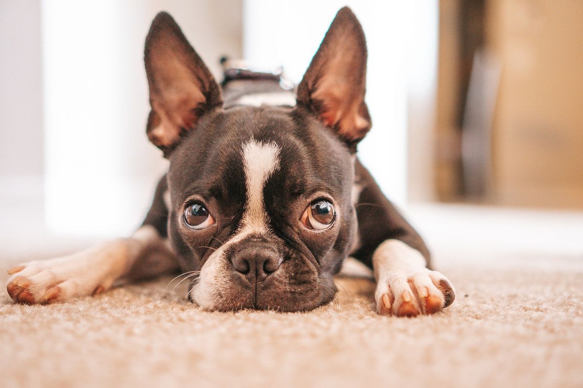 Boston Terrier