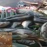 Ribuan Ikan Mati di Sungai Penago Seluma, Bau Busuk Tercium sejak Sabtu
