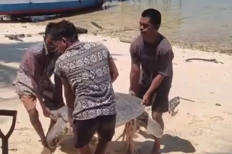 Penyu Dibantai saat Bertelur di Balikukup, UPTD KKP3K Berau Turunkan Personel Pengawasan