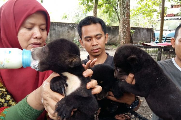 Drh Rini Deswita dan penjaga satwa BBKSDA Riau memberikan susu dan buah kepada tiga anak beruang, Kamis (11/10/2018).