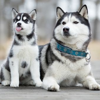 Ilustrasi anjing Siberian husky.