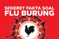 INFOGRAFIK: Sederet Fakta tentang Fenomena Flu Burung di 2022