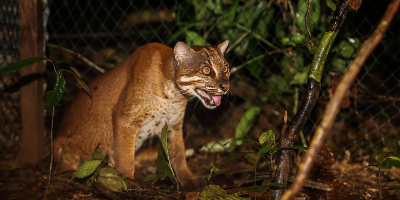 Kucing emas berada didalam kandang habituasi sebelum dilepasliarkan di dalam kawasan TNBBS (Taman Nasional Bukit Barisan Selatan), Lampung, Selasa (8/12/2020). Balai Besar Konservasi Sumber Daya Alam (KSDA) Jawa Barat dan Balai Besar Taman Nasional Bukit Barisan Selatan (TNBBS) melepasliarkan 2 individu kucing emas di kawasan TNBBS, Lampung. Kedua kucing emas dewasa dengan nama Gato dan Goldie itu merupakan satwa hasil penyitaan tim Tindak Pidana Tertentu (Tipiter) Mabes Polri dari para pelaku perdagangan ilegal satwa liar dilindungi 2018 silam.