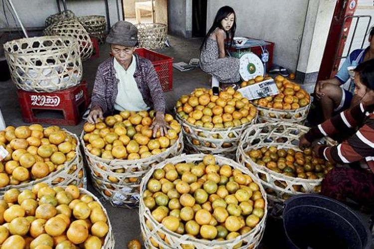 Penyortiran buah jeruk hasil panen di Kintamani, Kabupaten Bangli, Bali, untuk selanjutnya dijual ke pedagang.