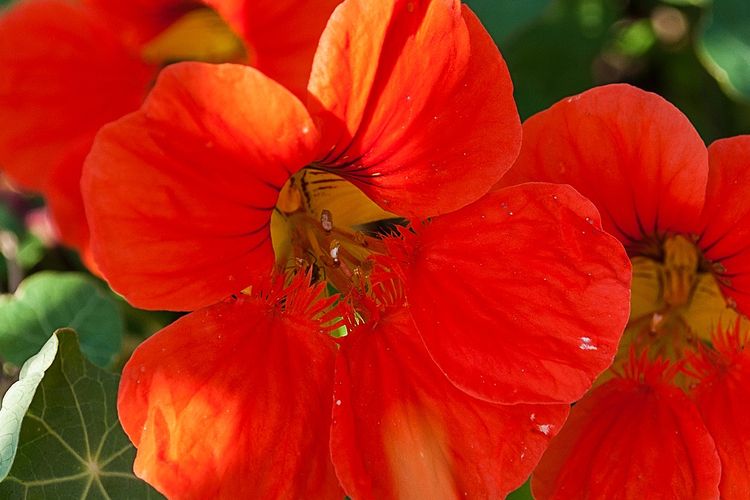 Ilustrasi bunga nasturtium. 