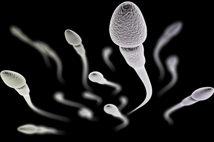 6 Kebiasaan untuk Memperbanyak Jumlah Sperma, Termasuk Rutin Berhubungan Seks