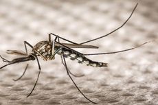 Teknologi Peredam Virus Zika