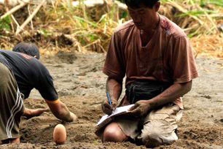 Tomo Lumamay (48) sedang mencatat telur burung Maleo yang baru saja diambilnya di nesting ground Muara Pusian, Taman Nasional Bogani Nani Wartabone. Tomo sudah selama 13 tahun setia menjaga maleo bertelur di lokasi tersebut.