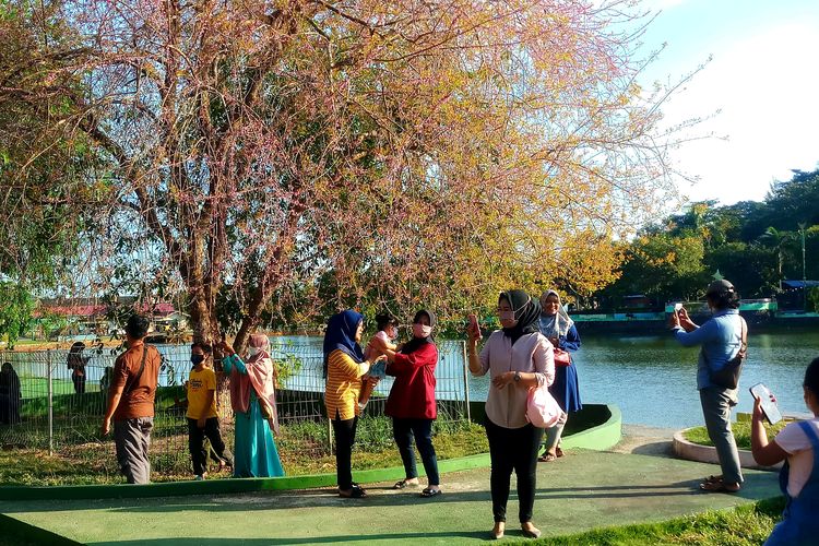 Warga asyik berswafoto dengan latar pohon sakura di Taman Kota Kijang, Kabupaten Bintan.