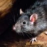13 Cara Ampuh Mengusir Tikus di Rumah Tanpa Racun