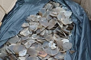 3 Ton Sisik Trenggiling Diselundupkan, Disembunyikan di Balik Mi Instan