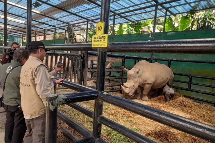 Taman Safari Bogor, Jawa Barat, menyambut kelahiran seekor bayi badak putih atau Ceratotherium simum, Sabtu (8/4/2023).