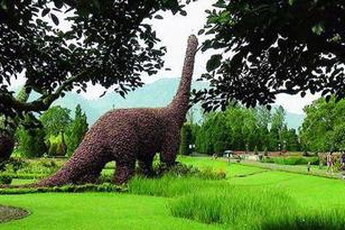 Topiari dinosaurus di Taman Bunga Nusantara, Puncak, Cianjur, Jawa Barat, salah satu yang diminati pengunjung. Topiari ini diisi ribuan bunga Hypoestes sanguinolenta. 
