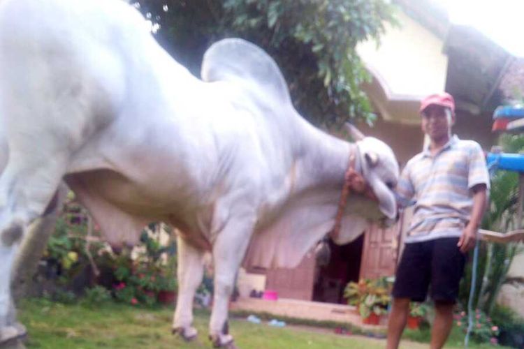 Wasana pemilik sapi yang dibeli oleh Presiden Joko Widodo. Sapi jenis PO milik guru SMK Muhammadiyah, Mlati, Sleman di beli Presiden Joko Widodo seharga Rp 60 juta. (Foto dokumentasi pribadi Wasana).