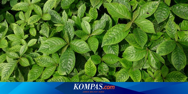 Ternyata Rutin Minum Seduhan Kejibeling Bawa Banyak Manfaat