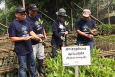 Tekan Emisi Karbon, Aksi Kolaboratif Restorasi Mangrove di Jakarta Perlu Dilakukan