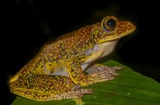 BRIN Temukan Katak Terbang asal Sulawesi yang Hilang Lebih dari Seabad