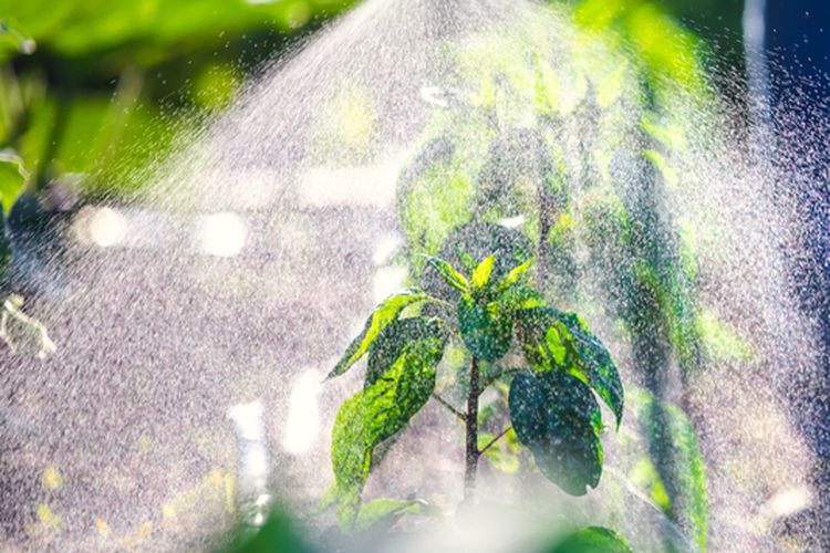 Ilustrasi penyemprotan pupuk daun