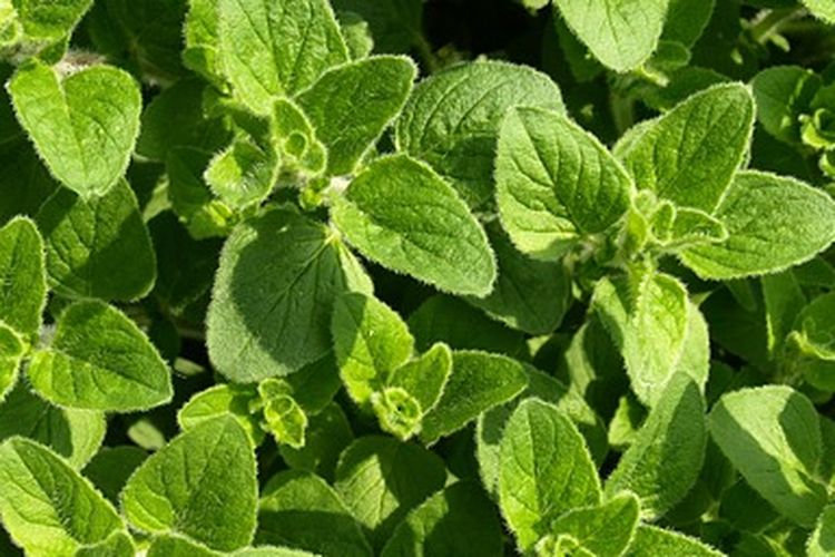 Ilustrasi tanaman oregano
