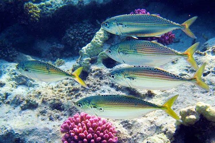 Potret Ikan Banyar di perairan selatan Pulau Jawa dan Bali.