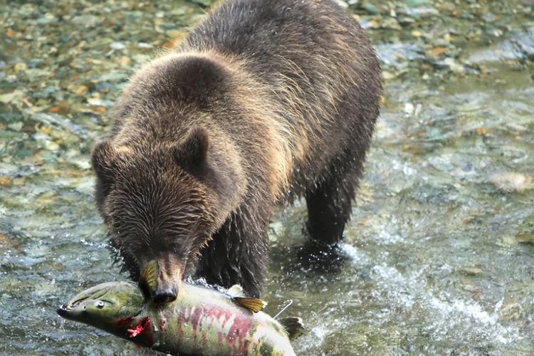 Beruang cokelat Alaska menangkap salmon.