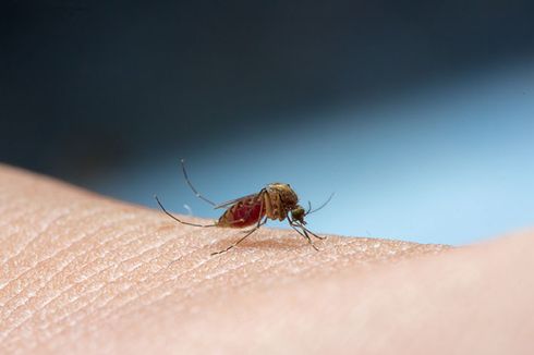 7 Alasan Kenapa Seseorang Sering Digigit Nyamuk Ketimbang yang Lainnya