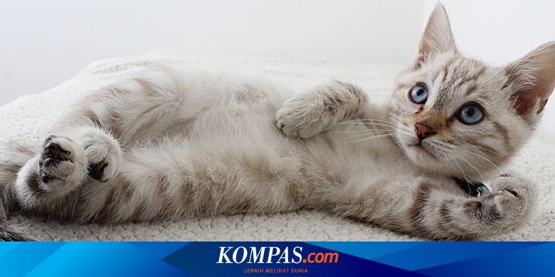 Apakah Kucing Perlu Mandi?
