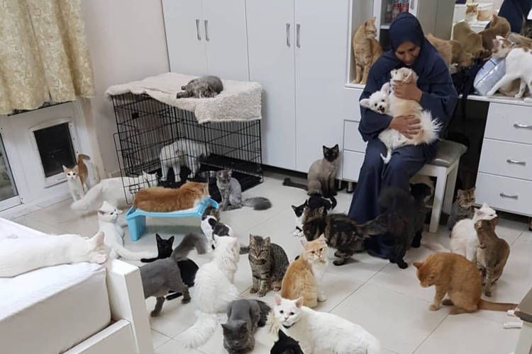 Warga Oman, Maryam al-Balushi, tinggal bersama 480 kucing dan 12 anjing di rumahnya di Muscat.