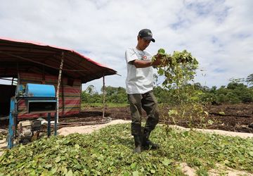 Nilam, Masihkah Primadona?